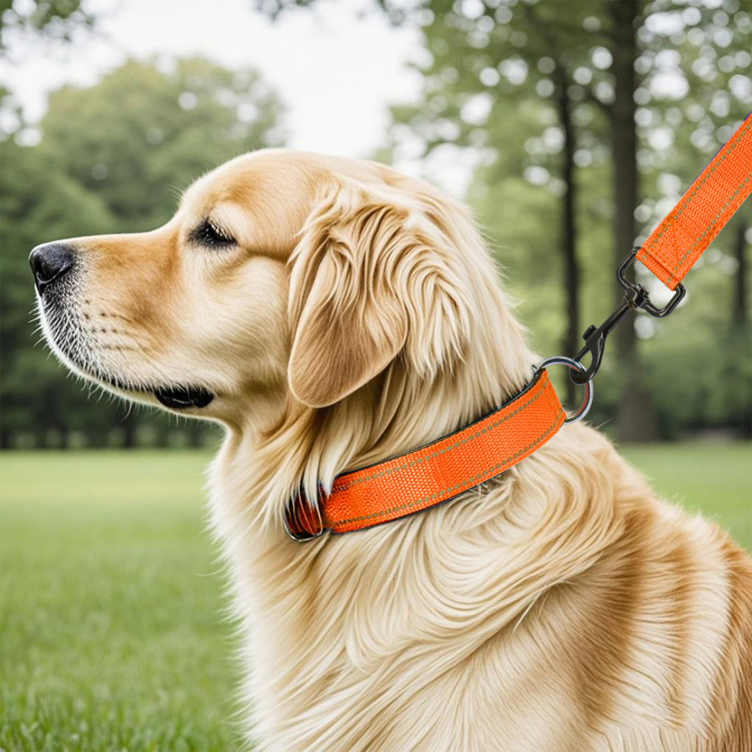 Reflective Dog Collar with Quick-Lock Buckle for Night Walks