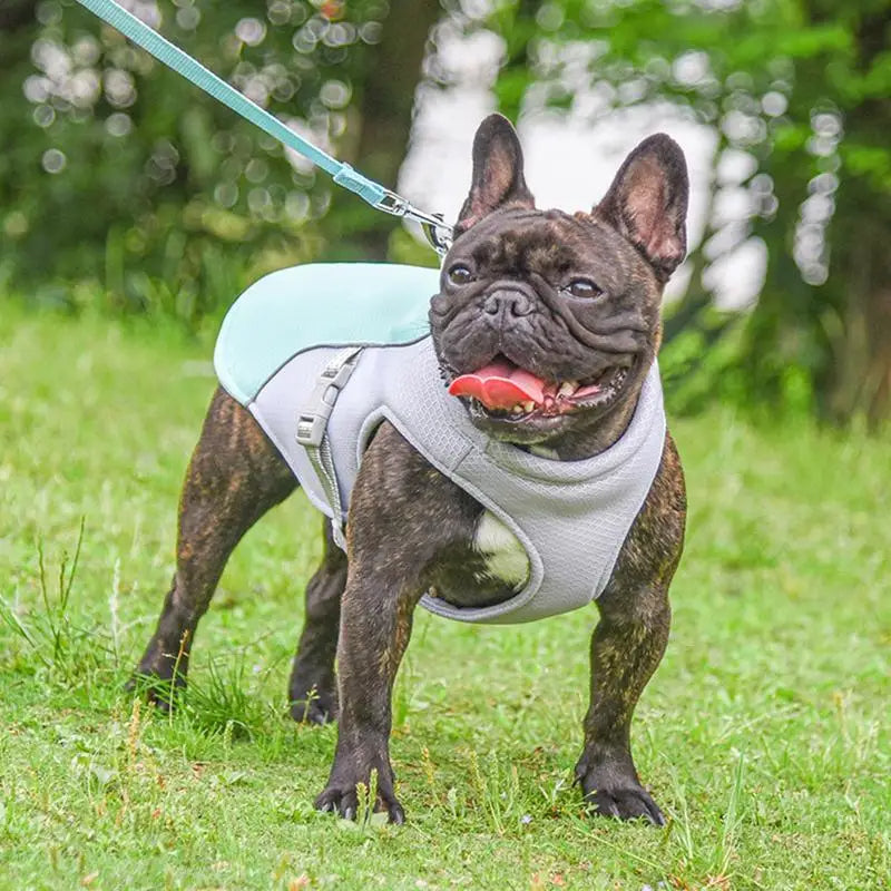 Dog Cooling Vest for Hot Weather Activities