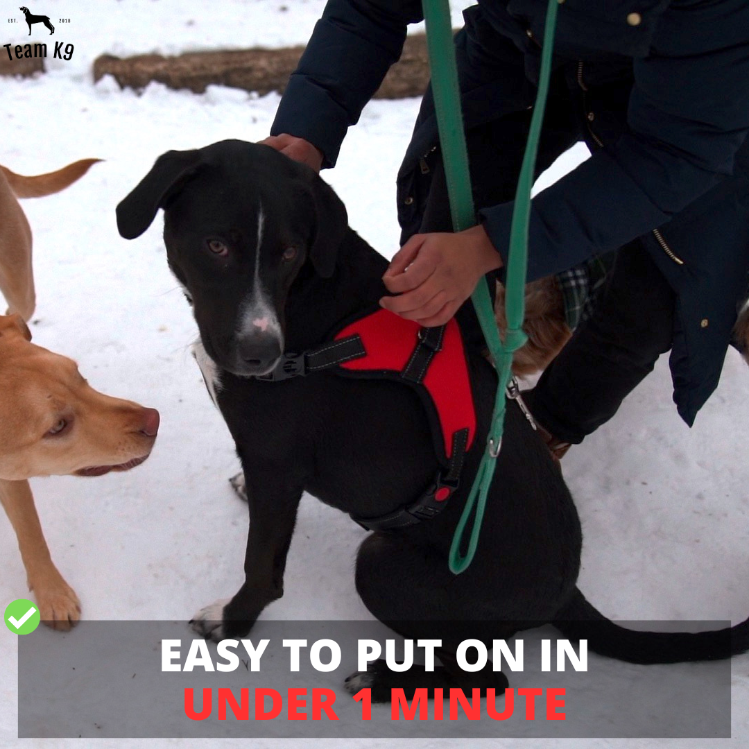 No-Choke Adjustable Dog Safety Harness