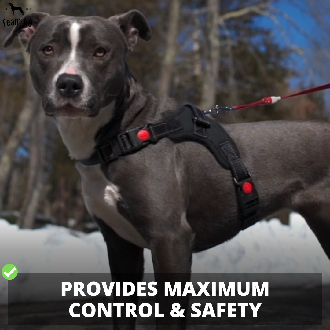 No-Choke Adjustable Dog Safety Harness