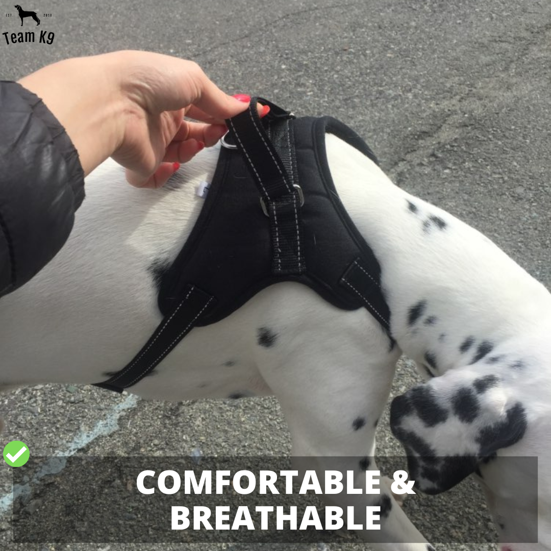 No-Choke Adjustable Dog Safety Harness