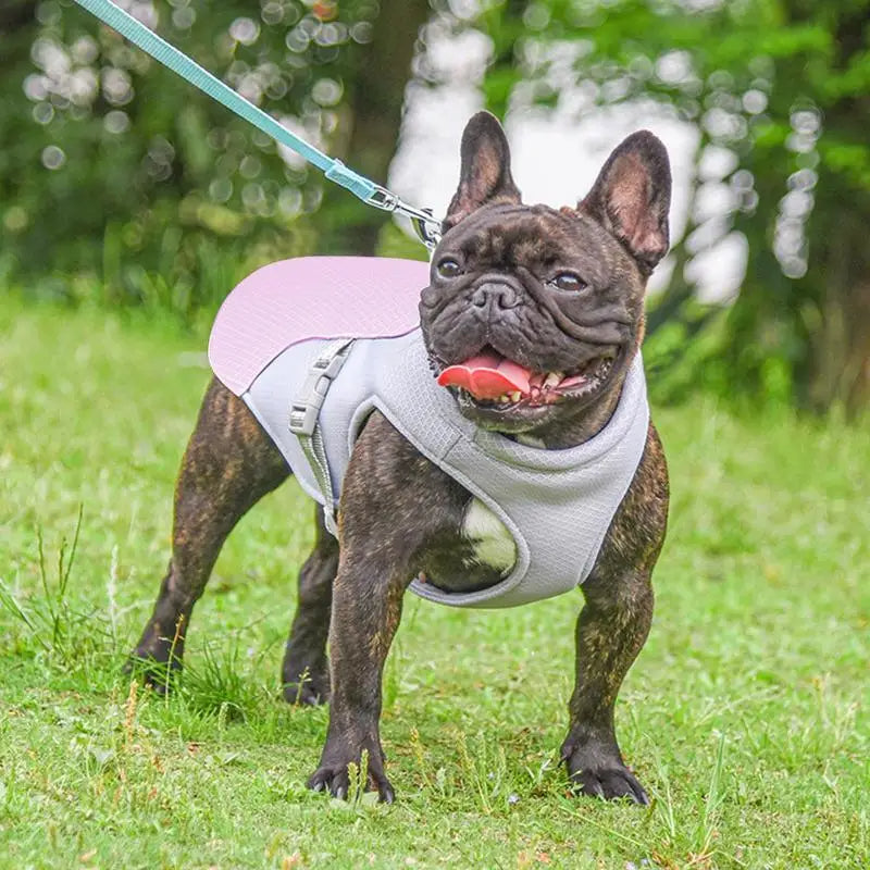 Dog Cooling Vest for Hot Weather Activities