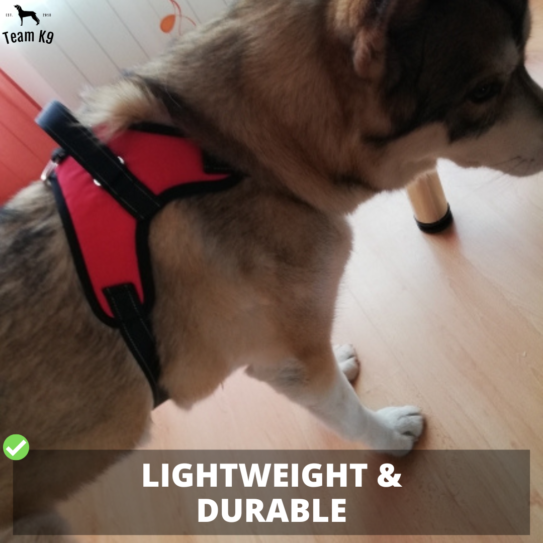 No-Choke Adjustable Dog Safety Harness