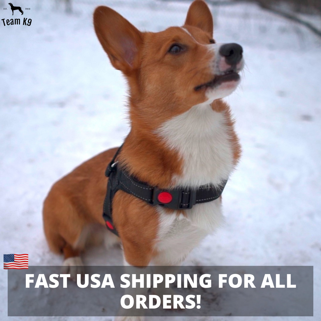 No-Choke Adjustable Dog Safety Harness