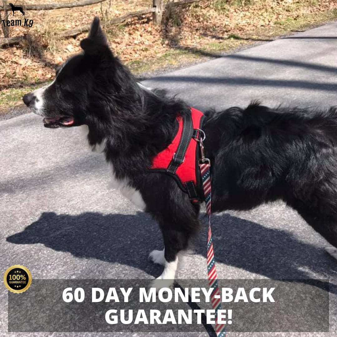 No-Choke Adjustable Dog Safety Harness