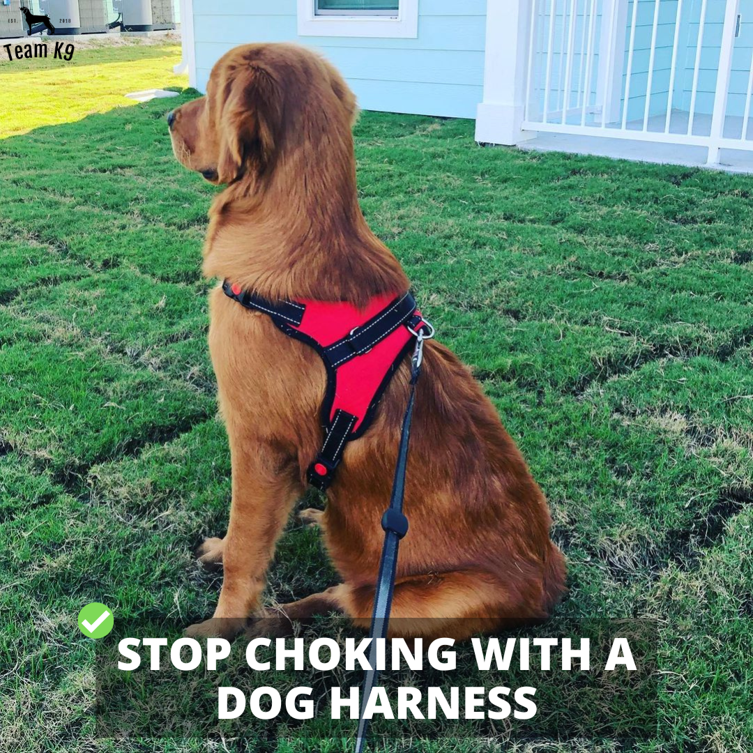 No-Choke Adjustable Dog Safety Harness