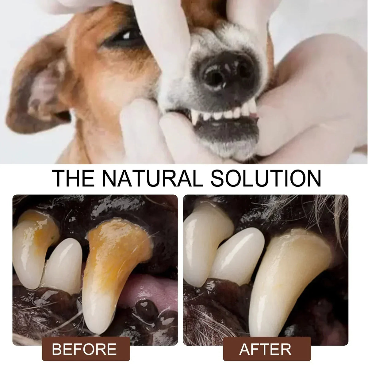 Pet Dental Spray for Dogs and Cats - Fresh Breath Oral Care