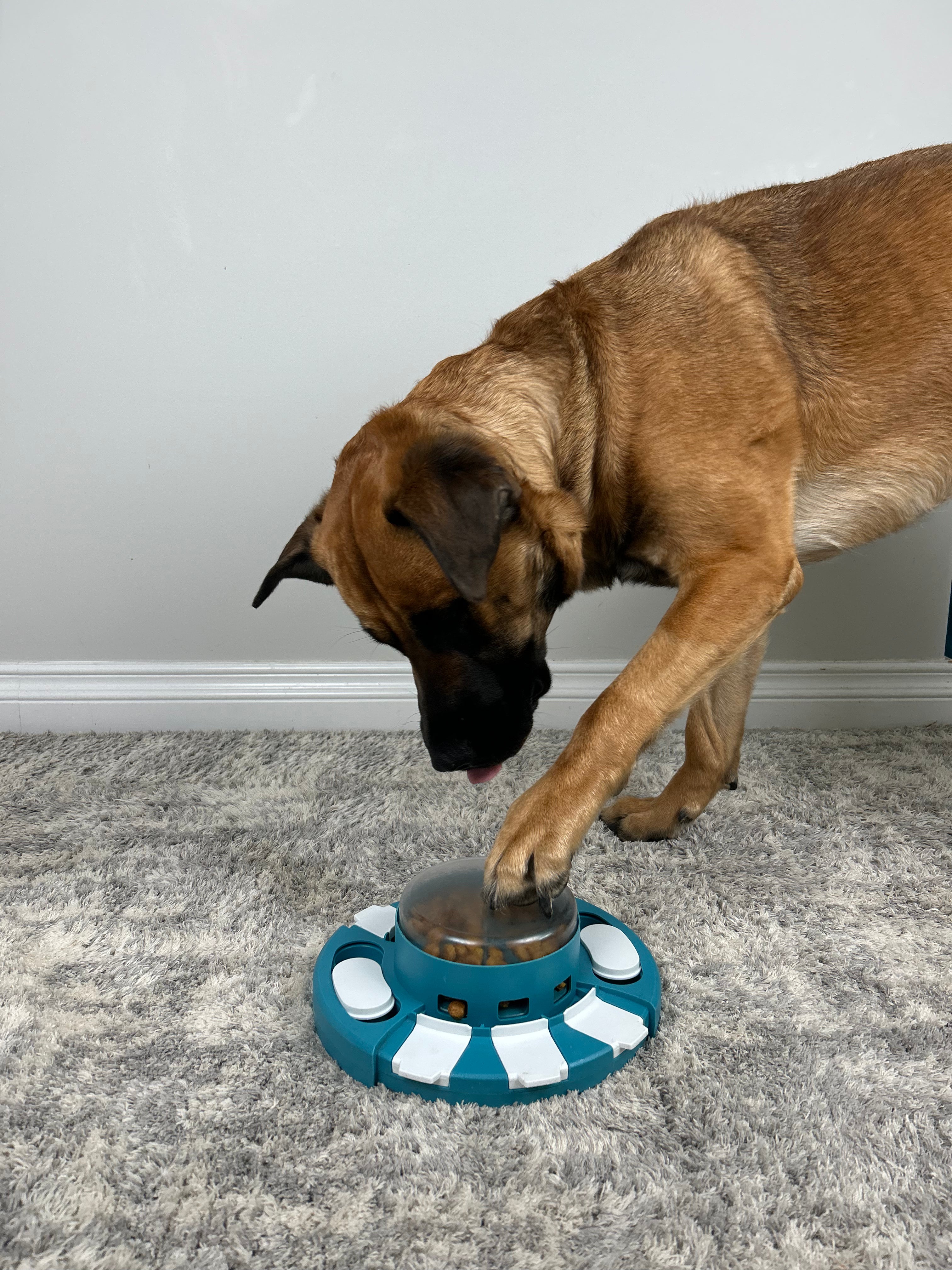 Interactive Brain Game Feeder