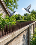 Plastic and Stainless Steel Bird Deterrent Control Spikes in use, lifestyle background