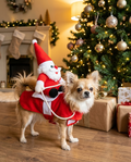 Santa Riding Dog Christmas Costume in use, lifestyle background