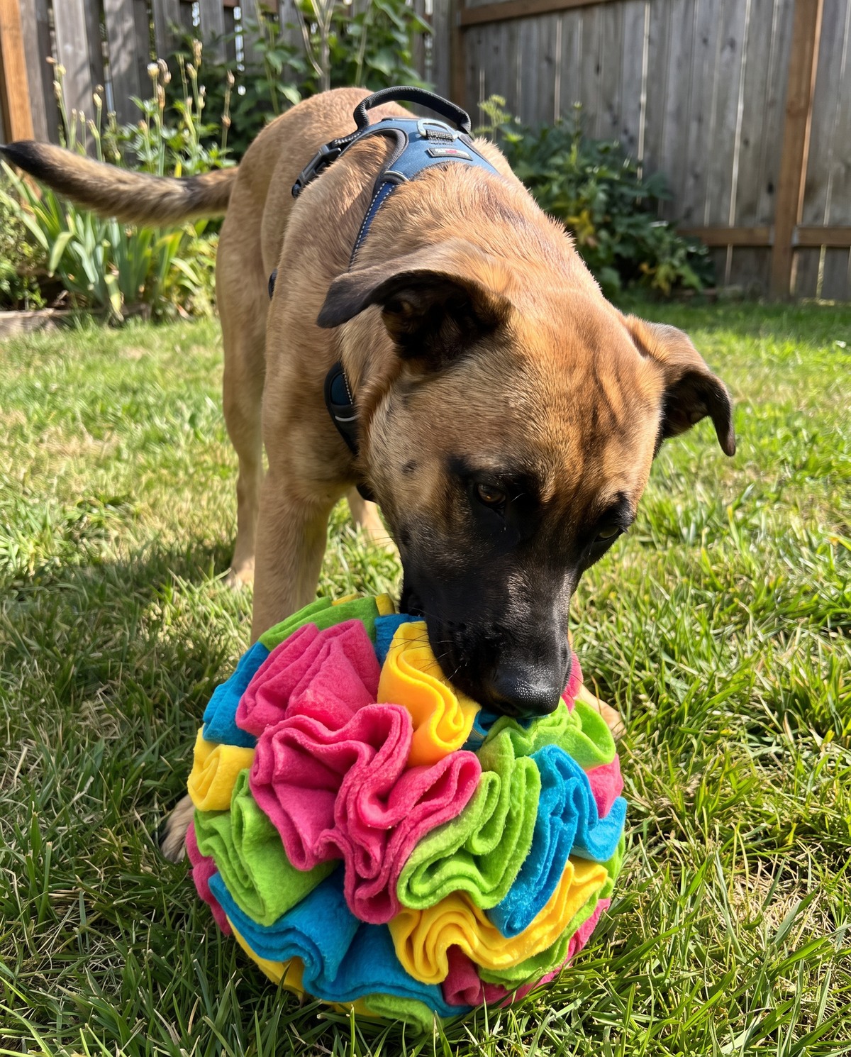 Snuffle Ball Enrichment Toy in use, lifestyle photo with dog