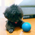 Interactive Motion Ball Toy for Cats & Dogs