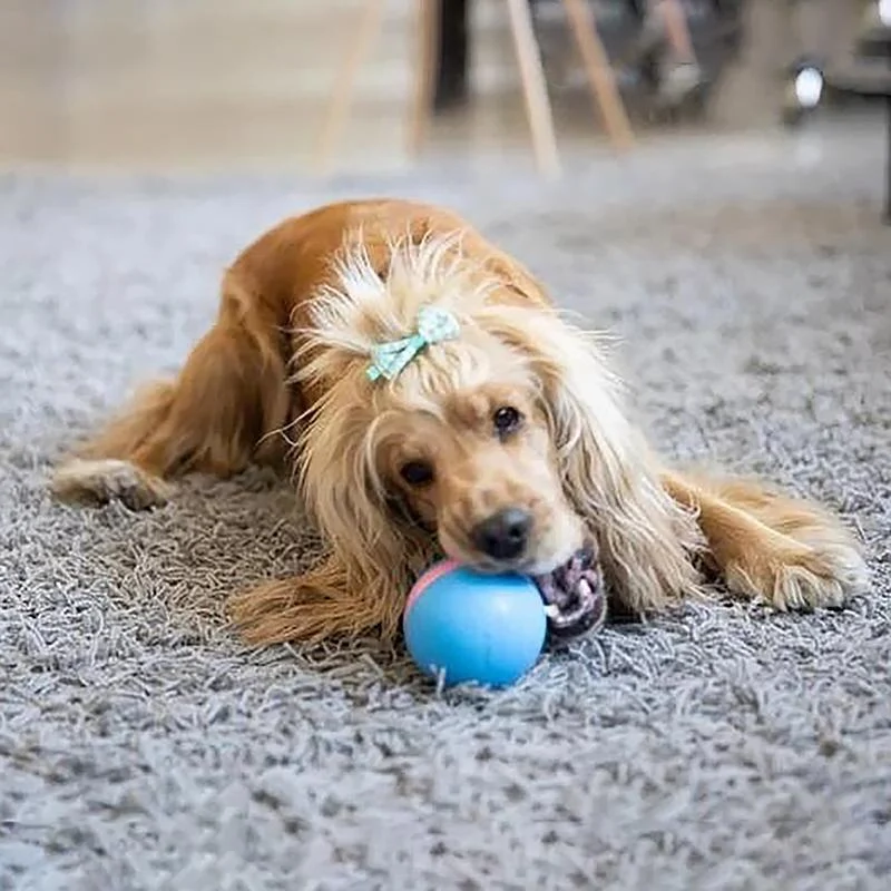 Interactive Motion Ball Toy for Cats & Dogs