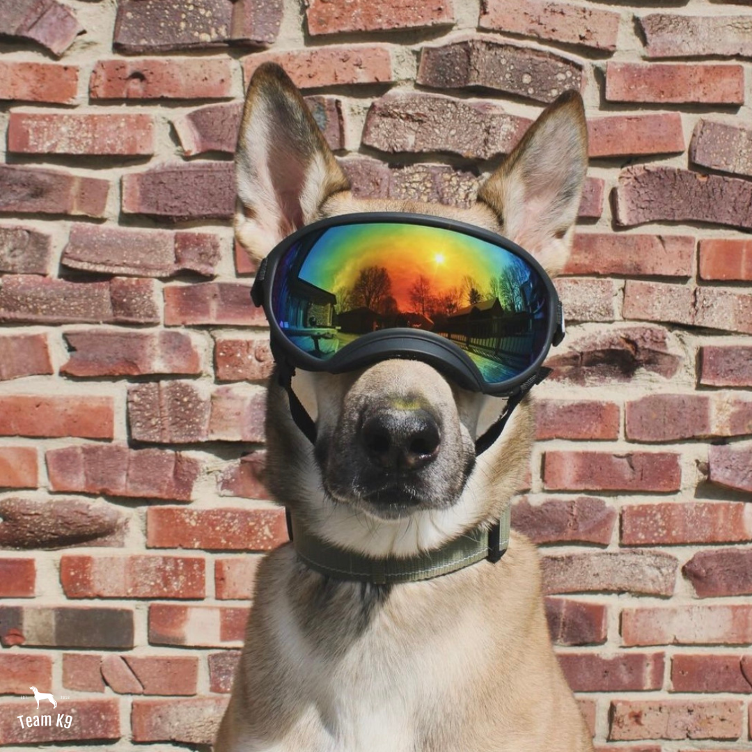 Adjustable Dog Goggles with UV Eye Protection for Active Dogs